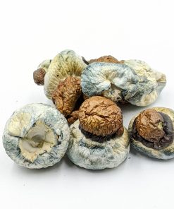 Blue Pulaski Mushroom