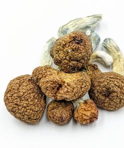 Golden Teachers Mushroom