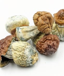 King Kong Mushroom