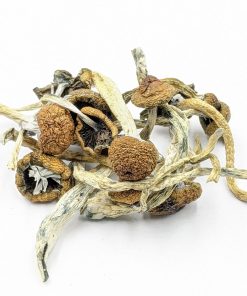 Malabar Mushroom